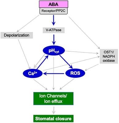 Cytosolic alkalinization in guard cells: an intriguing but interesting event during stomatal closure that merits further validation of its importance